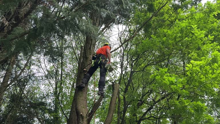 Best Tree Trimming and Pruning  in Labelle, FL